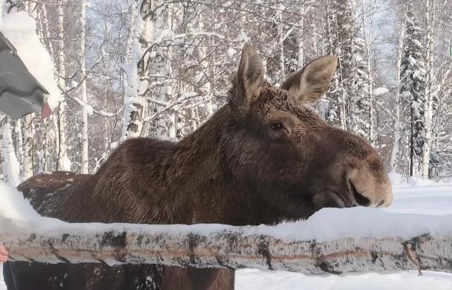 Кузнецкий Алатау конюшня